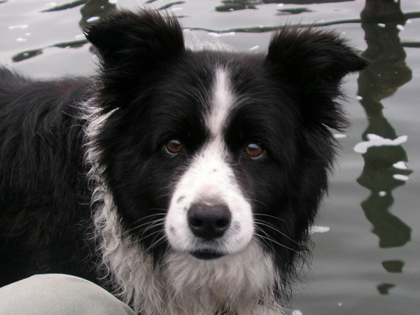 Border collies have a typical stare