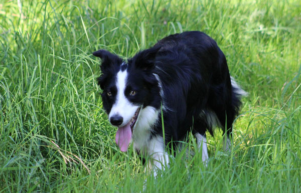 The Border Collie lifespan is affected by many genetic conditions