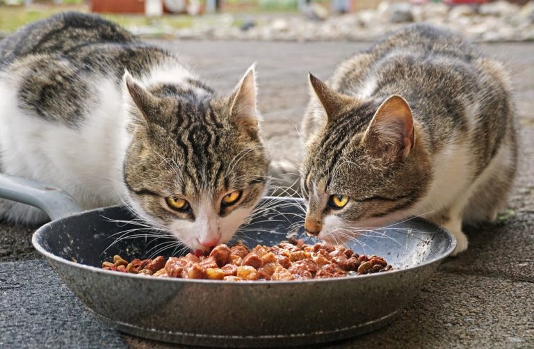 Canned cat food offers more variety in flavors
