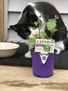 The best catnip for cats comes from organic sources