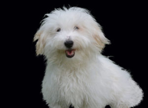 Coton de Tulear are definitely fluffy dog breeds - their name even means "cotton"