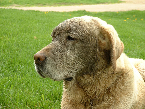 With a little work, you can prevent your dog from snacking on dirt