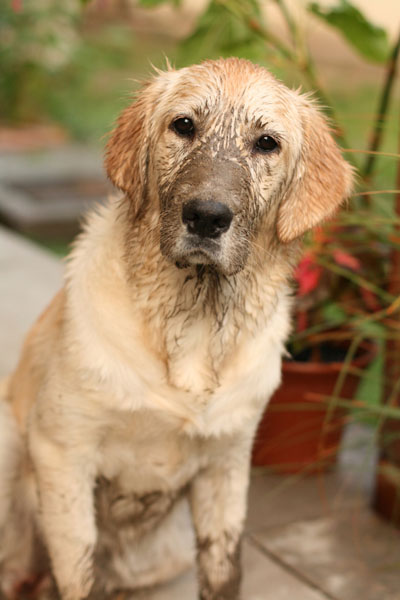 Dogs eating dirt has a number of different causes