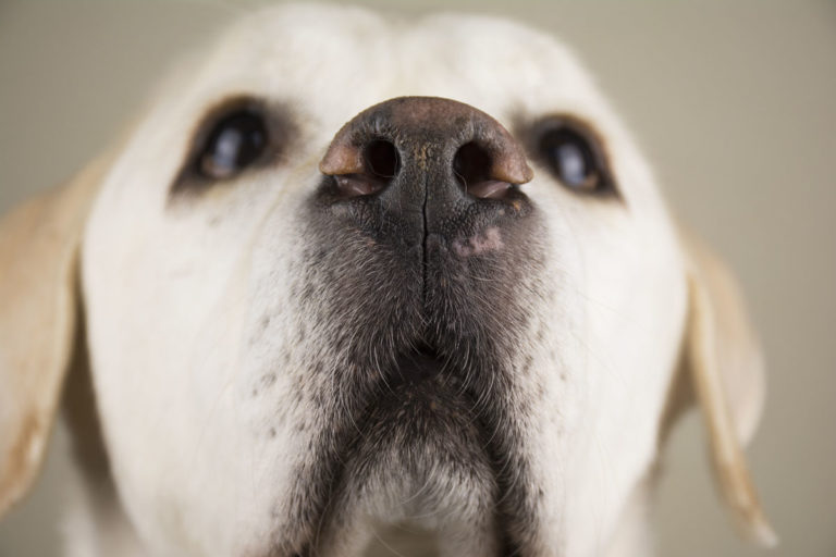 Dog nose balms keep your canine's delicate nose comfortable in all kinds of weather