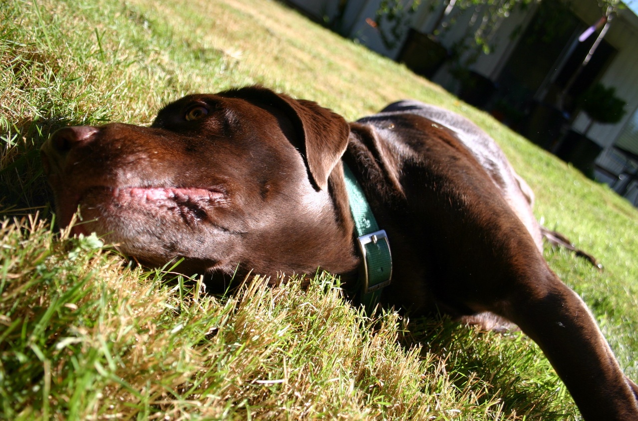 Why Does My Dog Like Rolling In Poop