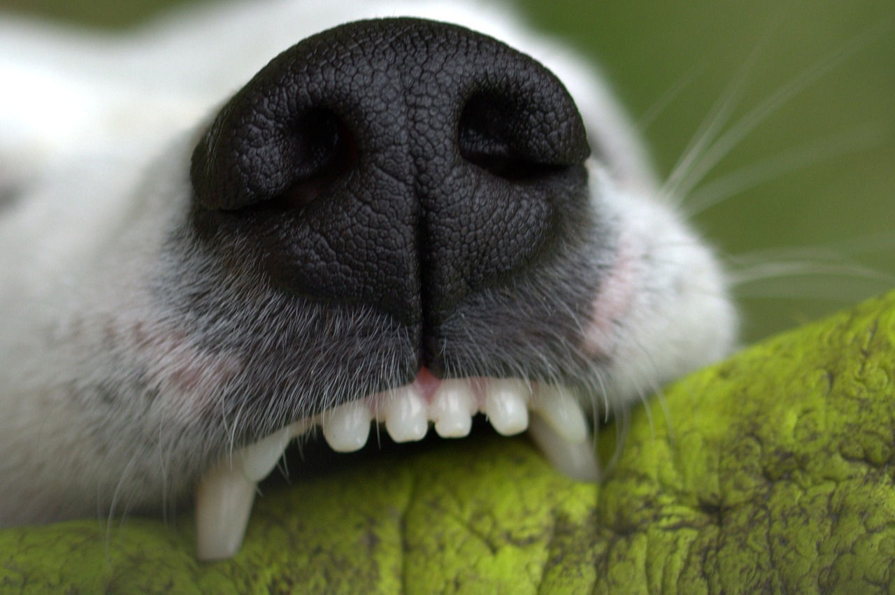 How Many Teeth Do Dogs Have? The Dental Truth