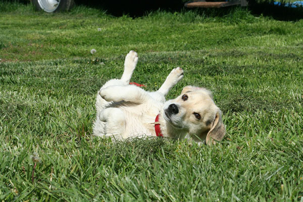 Dogs rolling in poop baffles even biologists