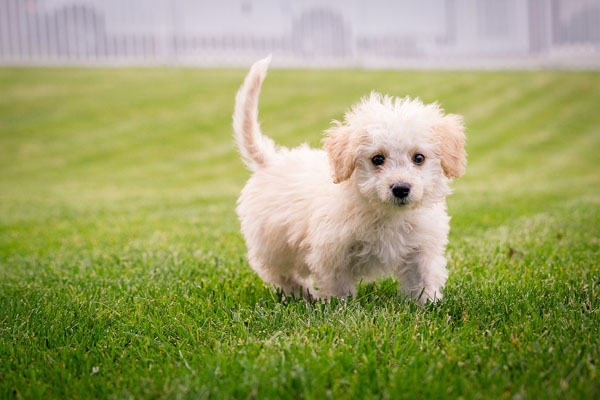 Smaller breeds grow faster than larger breeds