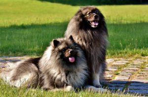 Keeshonden are highly social fluffy dog breeds, which means twice as much fur