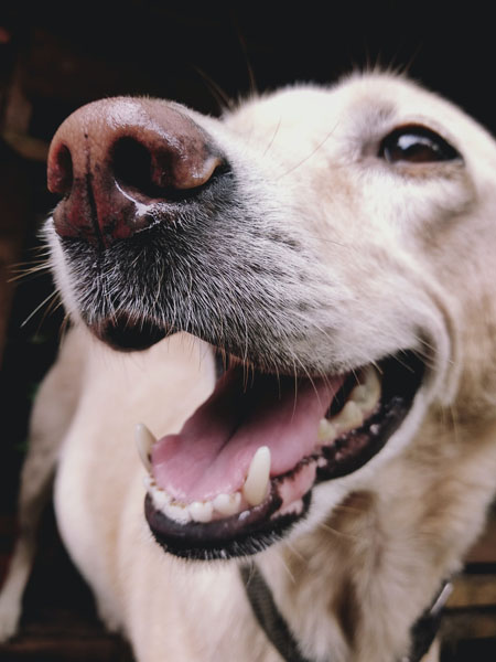 Everyone loves a healthy canine smile