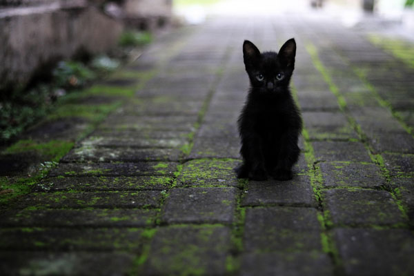 When you first bring a black kitten home, observe their personality before deciding on a name