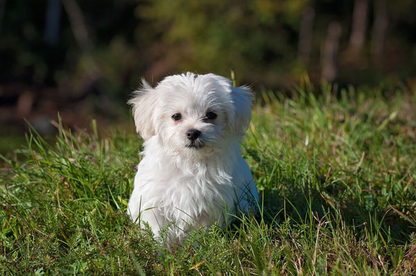 Winter-themed white dog names are extremely popular