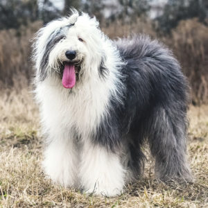 Old English Sheepdogs worked with all of their hair in the herds