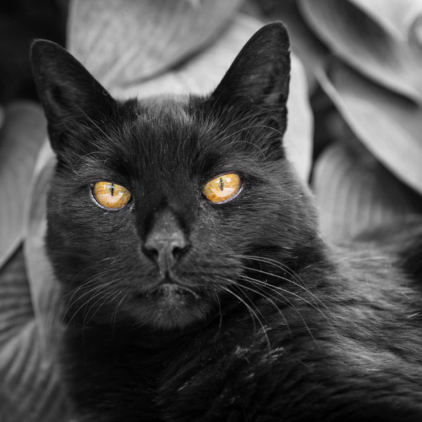 Black cat names based on Halloween are hard to avoid