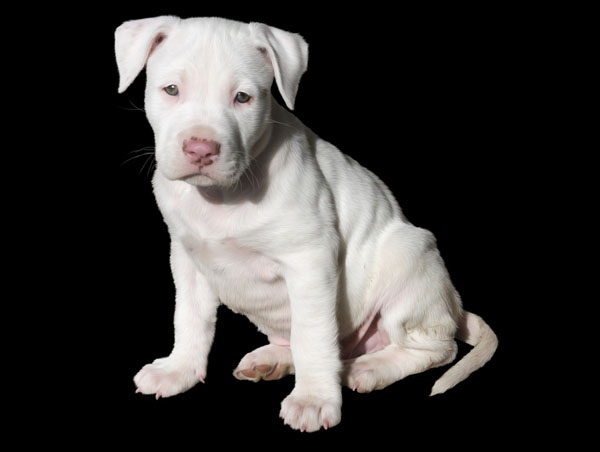 Look at all of your puppy's qualities before thinking of white dog names