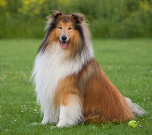 The Rough Collie has the longest hair of the Collie breeds