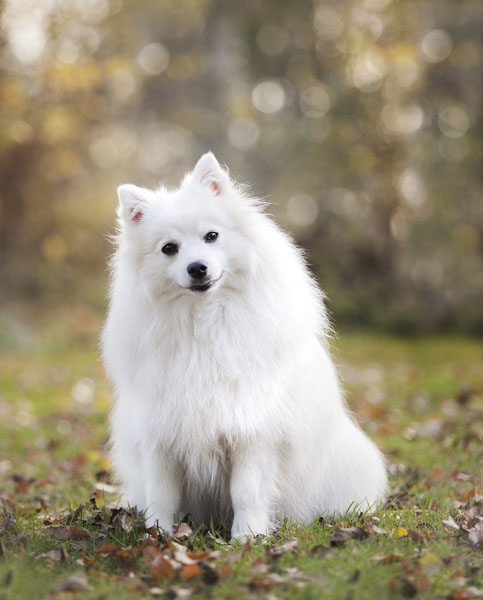 White dog names CAN come from mythology - the GOOD side