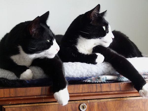 No two black and white cats are ever quite the same