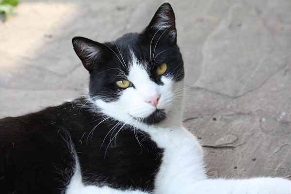 Black and white cat names are often based on patterns