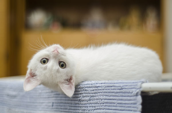 Don't know what your cat's thinking? Choose white cat names that reflect it!