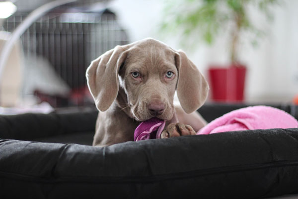 Puppies explore their world by chewing