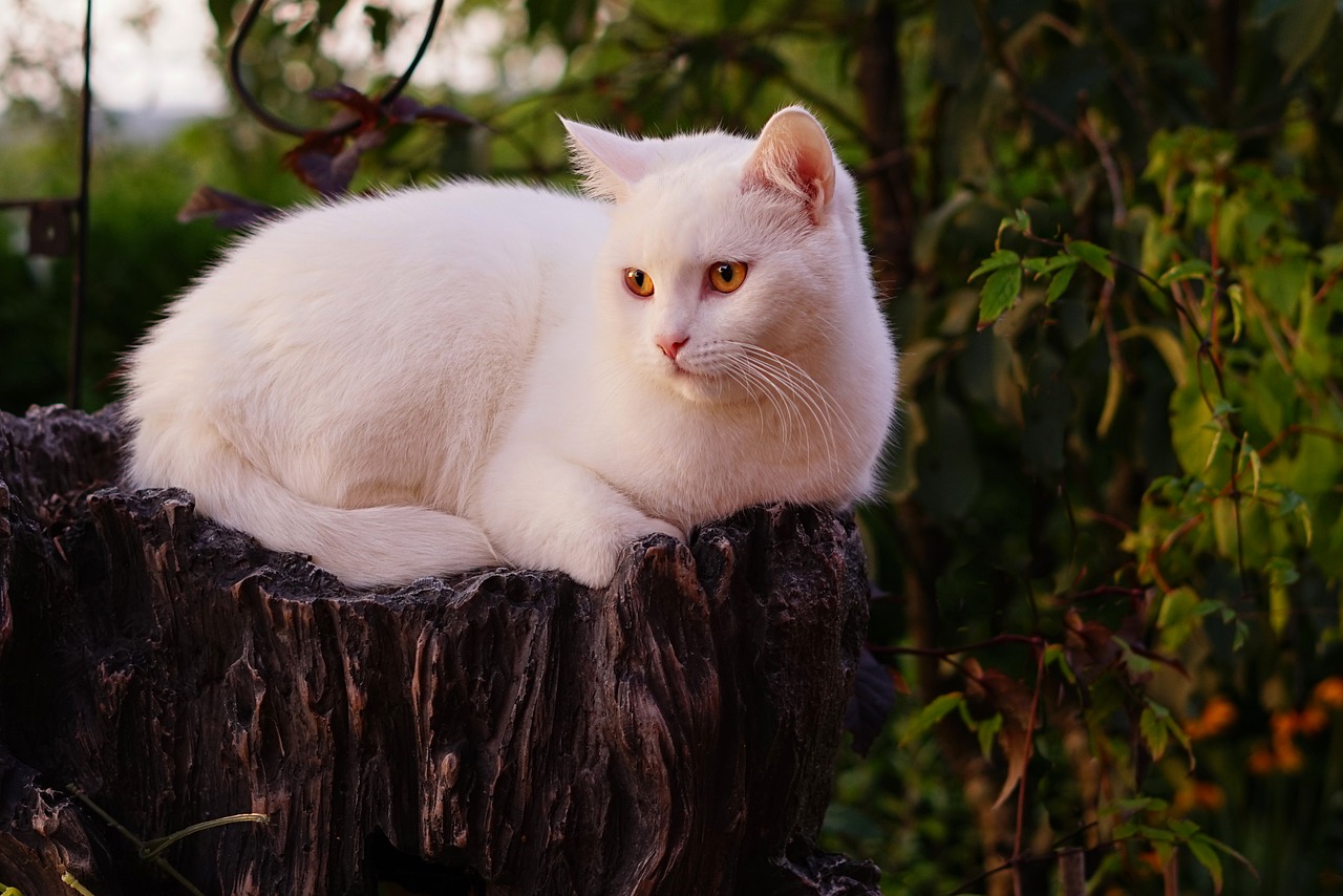 White Cat Names 90 Names For The Rarest Feline Color