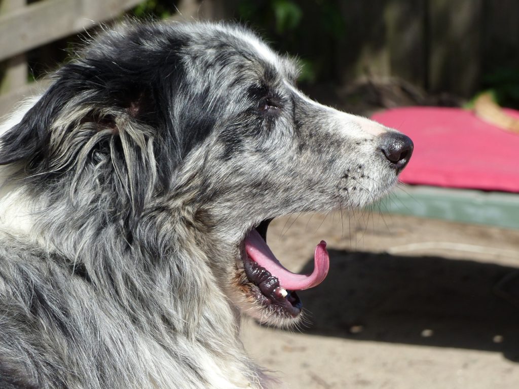 Dog yawning follows the same pattern as in humans