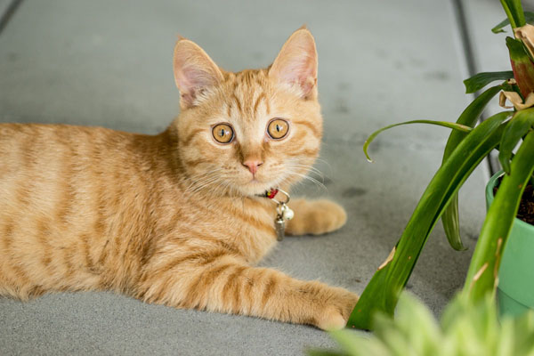 Orange cats come in five tabby patterns