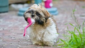 Brushing a dog's teeth can become a daily routine
