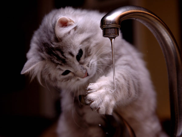 The sound and sight of water often encourages cats to explore