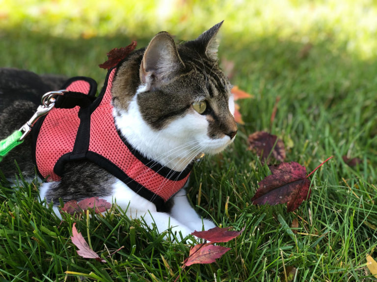 Cat harnesses allow your cat to safely get outside
