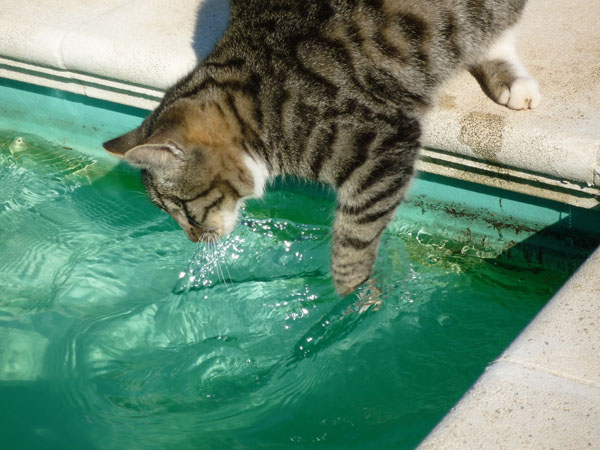 Given control over the situation, cats and water CAN mix