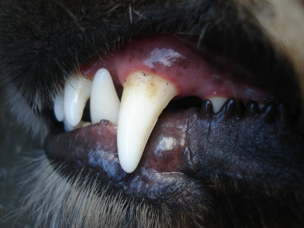 Brushing a dog's teeth will prevent the build-up of plaque and tartar