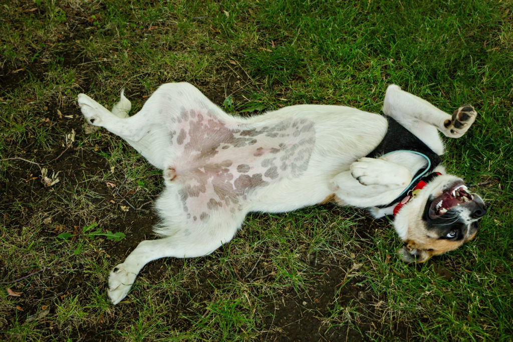 Nipples on dogs are easier to see with short hair