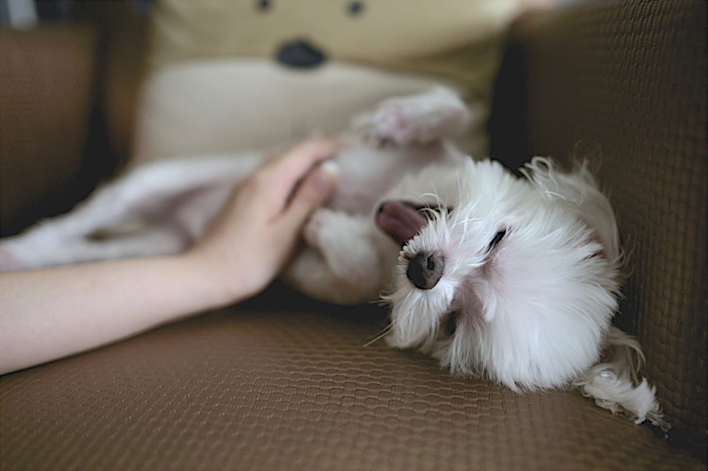Belly rubs have clear signs