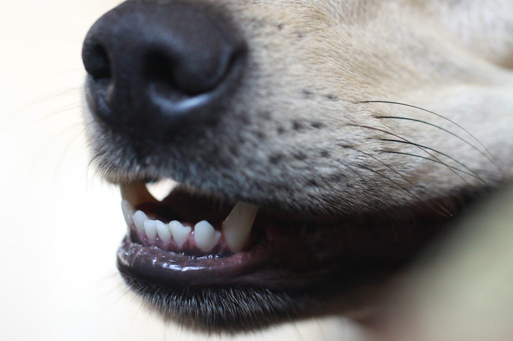 When brushing a dog's teeth, always start with the front of the mouth and work back