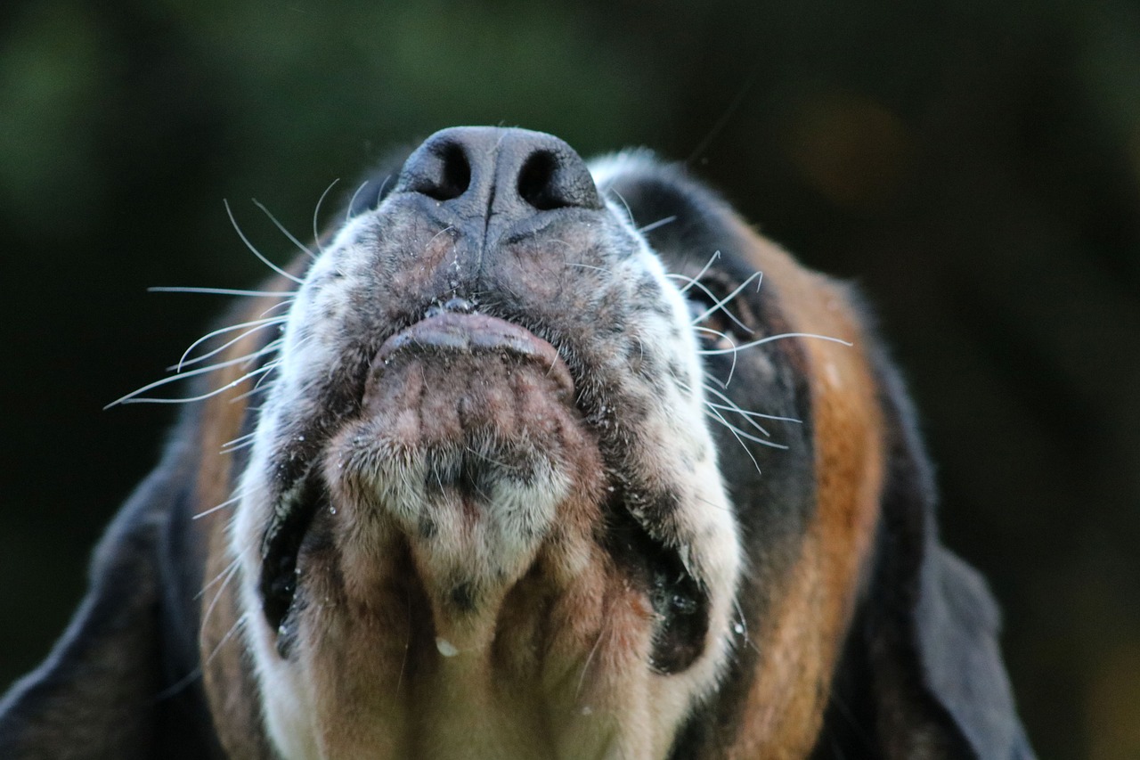 Why Do Dogs Have Whiskers? Why Do Canines Need Them, Too?