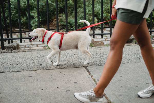 Leash laws vary in cities and states