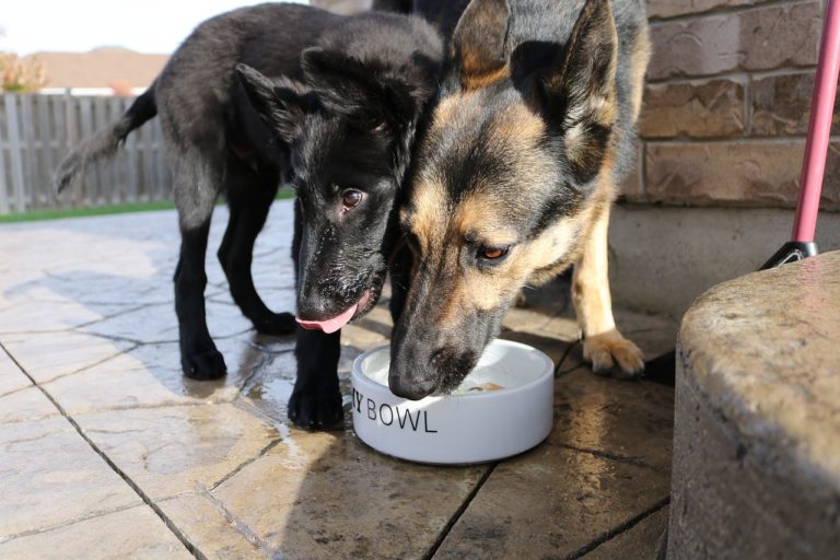 Dog food for German Shepherds needs to meet specific requirements