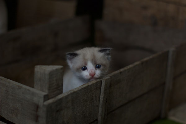 Kittens need proper socialization to prevent stress when they're adults