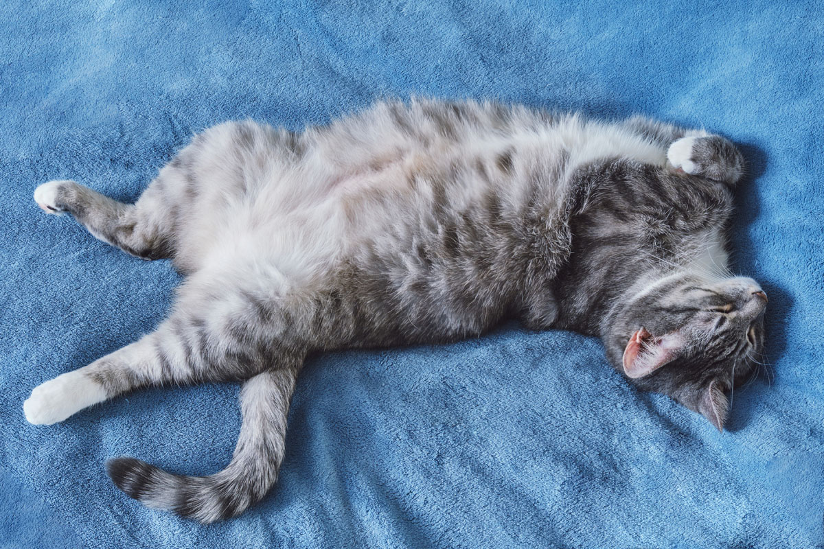 Do Male Cats Have Nipples? Are They Under All That Fur?