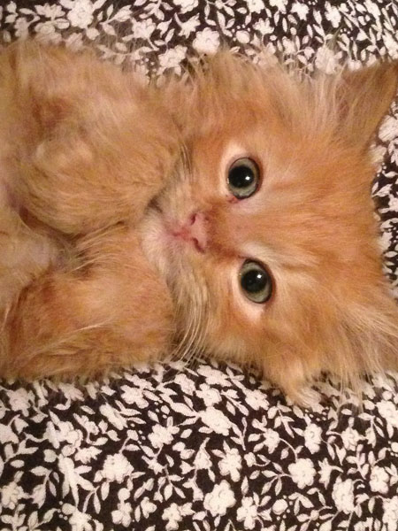 With such out-going personalities, orange kittens are easy to fall in love with