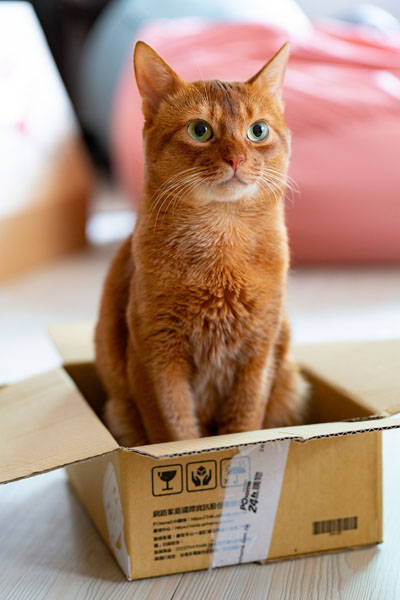 Orange cat names can come from anywhere