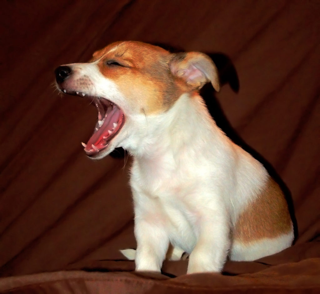 A dog's yawn can have multiple meanings