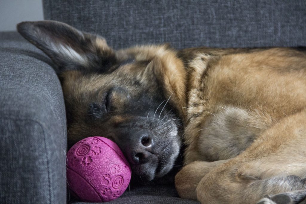 Working dogs often develop a human sleeping pattern