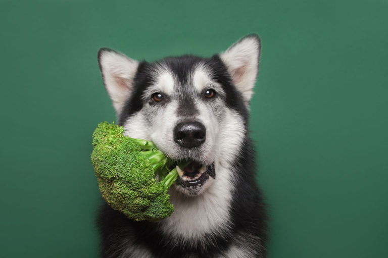 Vegan dog treats are great ways to introduce fruits and vegetables