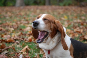 Dog yawning doesn't have to indicate boredom