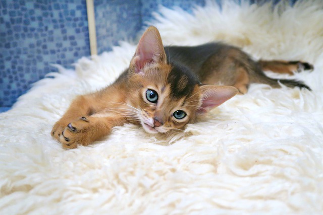 Abyssinians love playing and spending time with their owners