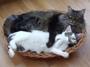 The most affectionate cat breeds love spending time with everyone