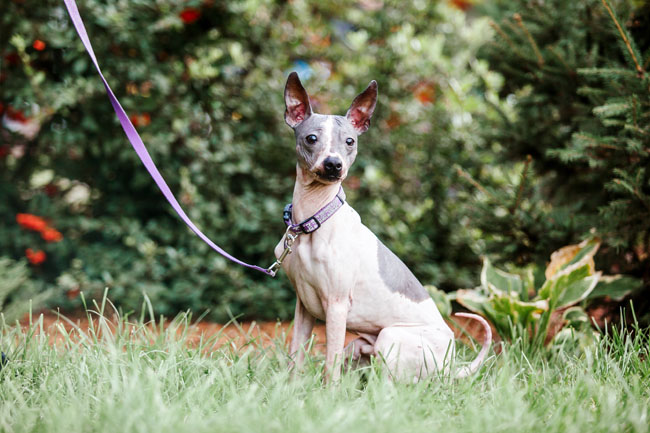 American Hairless Terriers don't shed OR bark much